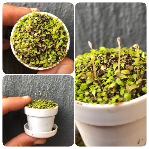 Buy Utricularia sandersonii standard form – carnivorous bladderwort with bunny ear flowers for sale in South Africa – original Best Carnivorous Plants import
