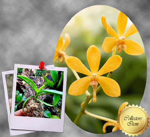 Terrarium Orchid South Africa Vanda Testacea x Miniata Cork Bark Mount ...