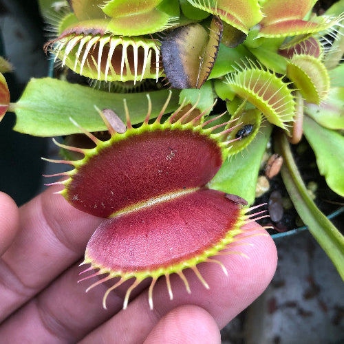 Buy Venus flytrap giant traps Monster Mix wholesale carnivorous plants for sale South Africa