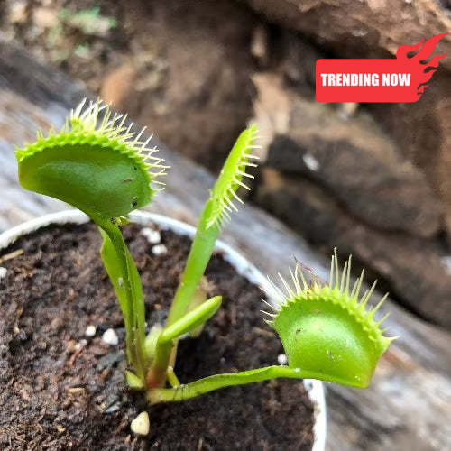 Venus Flytrap for sale South Africa | Beginner-Friendly, Potted ...
