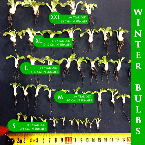 Venus fly trap winter bulb size chart showing dormant growth stages from S to XXL – Cultivo Carnivores South Africa