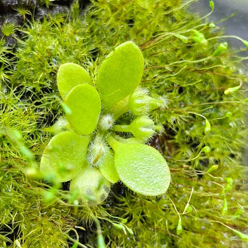 Top view of young Cephalotus follicularis 'Holland Clone' showing juvenile pitchers and non-carnivorous leaves, available as an exclusive collector plant for sale in South Africa.