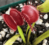 VENUS FLYTRAP:  Pan's Giant for sale | Buy carnivorous plants and seeds online @ South Africa's leading online plant nursery, Cultivo Carnivores