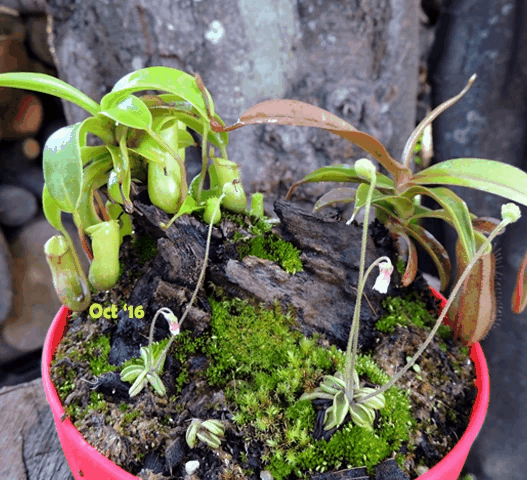 Cultivo's Custom Savage Gardens (Bogs) 🔥 Client's choice > made to order for sale | Buy carnivorous plants and seeds online @ South Africa's leading online plant nursery, Cultivo Carnivores