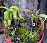 Cultivo's Custom Savage Gardens (Bogs) 🔥 Client's choice > made to order for sale | Buy carnivorous plants and seeds online @ South Africa's leading online plant nursery, Cultivo Carnivores