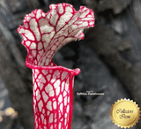TRUMPET PITCHER:  Sarracenia Leucophylla loc Seminole State Forest, Florida (Seedgrown)