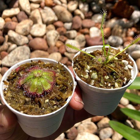 ✅ SUNDEWS for larger projects and resale