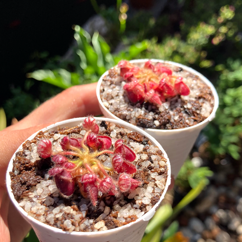 Albany Pitcher Plants (8-Pack) • Special Offer for Resale • Limited Stock