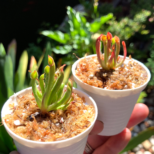 Heliamphora Sun Pitchers (8-Pack) • Special Offer for Resale • Limited Stock