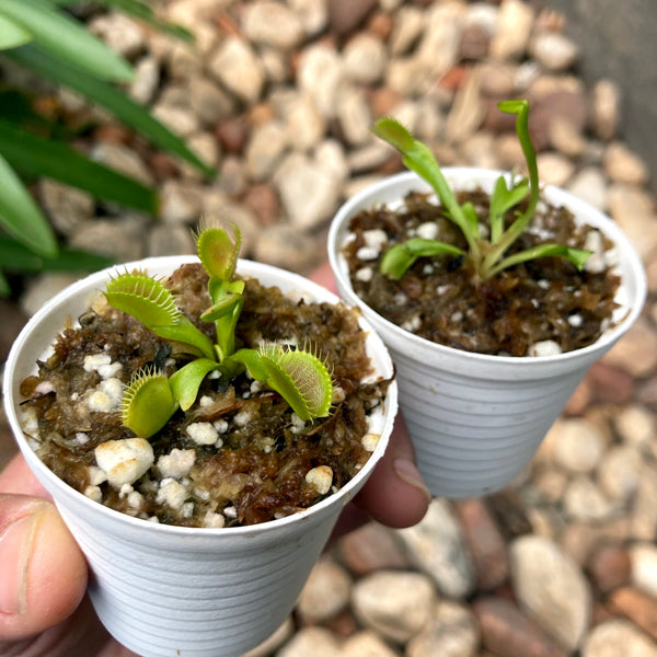 ✅ VENUS FLYTRAPS for larger projects and resale