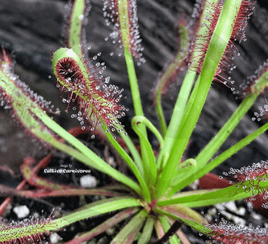 SUNDEW: Drosera Capensis f. Typical for sale | Buy carnivorous plants and seeds online @ South Africa's leading online plant nursery, Cultivo Carnivores