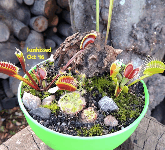 Cultivo's Custom Savage Gardens (Bogs) 🔥 Client's choice > made to order for sale | Buy carnivorous plants and seeds online @ South Africa's leading online plant nursery, Cultivo Carnivores