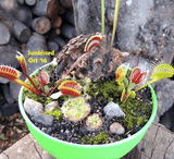 Cultivo's Custom Savage Gardens (Bogs) 🔥 Client's choice > made to order for sale | Buy carnivorous plants and seeds online @ South Africa's leading online plant nursery, Cultivo Carnivores
