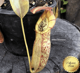 TROPICAL PITCHER PLANT: Nepenthes Spathulata x Spectabilis ex Borneo Exotics > Last one!