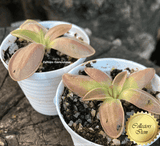 RARE! COLLECTORS ITEM 🌟 Pinguicula Moranensis loc Chichicastenango, Guatemala > Exact plants pictured