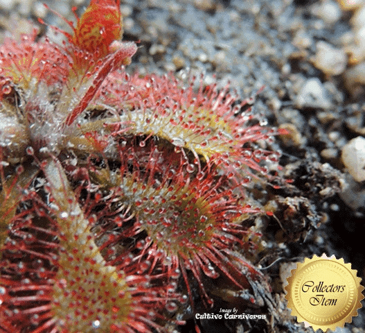 SUNDEW:  Drosera Spatulata loc Fraser Island (Cultivo Exclusive) for sale | Buy carnivorous plants and seeds online @ South Africa's leading online plant nursery, Cultivo Carnivores