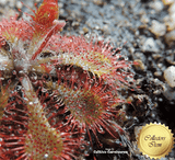SUNDEW:  Drosera Spatulata loc Fraser Island (Cultivo Exclusive) for sale | Buy carnivorous plants and seeds online @ South Africa's leading online plant nursery, Cultivo Carnivores