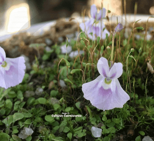 TERRESTRIAL BLADDERWORT:  Utricularia Sandersonii 📏 Flowering size 🌱 2cm Plug