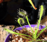 ⛱️ SUMMER BASH SALE ☀️ 5 x Drosera Capensis f. Alba