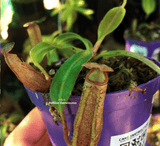 ⛱️ SUMMER BASH SALE ☀️ 5 x Nepenthes Samsara ex Diflora