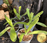 ⛱️ SUMMER BASH SALE ☀️ 5 x Pinguicula Gigantea x Moctezumae