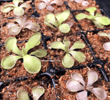 ⛱️ SUMMER BASH SALE ☀️ 5 x Pinguicula Hemiepiphytica x Cyclosecta ex BCP