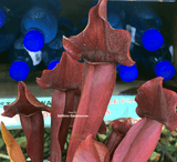 SPECIAL IMPORT:  Sarracenia xChelsonii 🌱 15 plants
