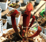 ⛱️ SUMMER BASH SALE ☀️ 5 x Sarracenia xChelsonii (M)