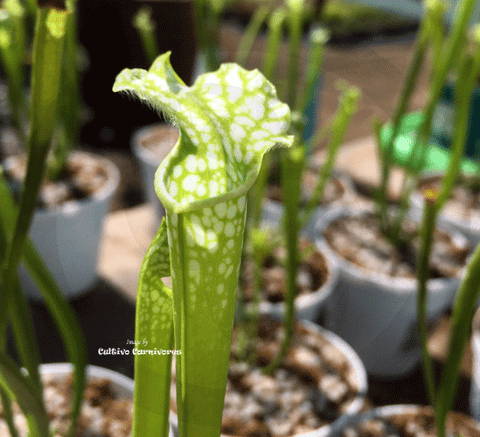 ⛱️ SUMMER BASH SALE ☀️ 5 x Sarracenia Leucophylla var viridescens (Seedgrown)