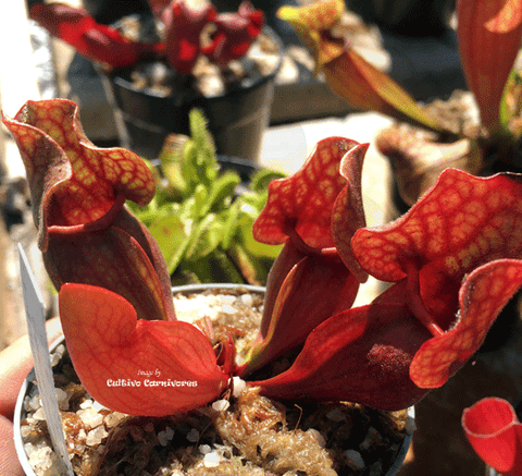⛱️ SUMMER BASH SALE ☀️ 5 x Sarracenia Purpurea ssp venosa Seedgrown (M/L)