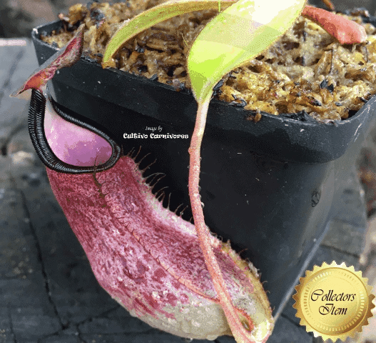 COLLECTORS ITEM 🌟 Nepenthes Spathulata x Adnata ~ Seedgrown * K.Pasek📏 Leafspan 8-10cm