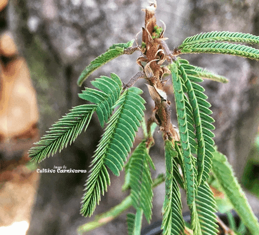SENSITIVE PLANT: Mimosa Pudica (Touch-me-not) for sale | Buy carnivorous plants and seeds online @ South Africa's leading online plant nursery, Cultivo Carnivores