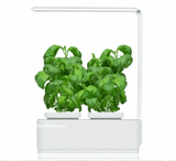 Hydroponic Smart Herb Garden (with built-in timer) > Great for indoor carnivorous plants!