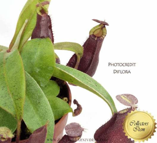 Clumpy Red Nepenthes Clumpy Red | Buy online at www.cultivocarnivores.com ...