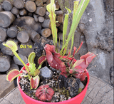Cultivo's Custom Savage Gardens (Bogs) 🔥 Client's choice > made to order for sale | Buy carnivorous plants and seeds online @ South Africa's leading online plant nursery, Cultivo Carnivores