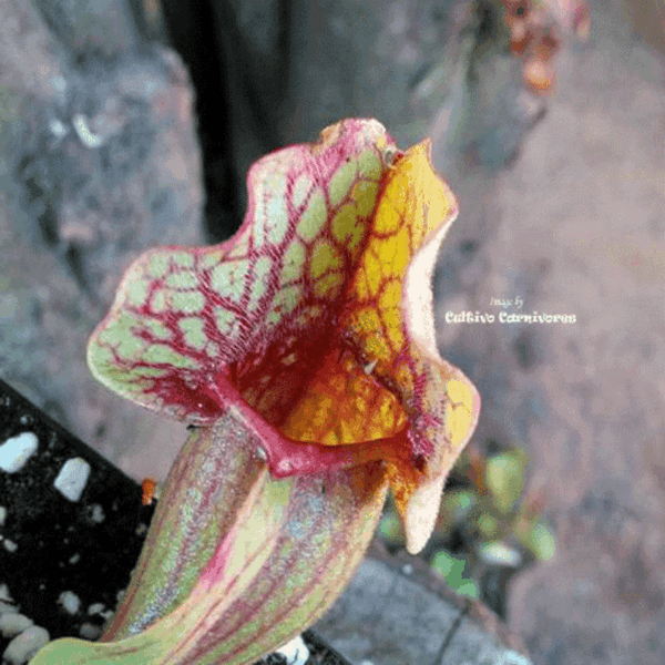 PURPLE PITCHER PLANT:  Sarracenia Purpurea ssp. venosa (Heavy veined) for sale | Buy carnivorous plants and seeds online @ South Africa's leading online plant nursery, Cultivo Carnivores