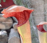 TRUMPET PITCHER:  Sarracenia Godzuki (various sizes) for sale | Buy carnivorous plants and seeds online @ South Africa's leading online plant nursery, Cultivo Carnivores