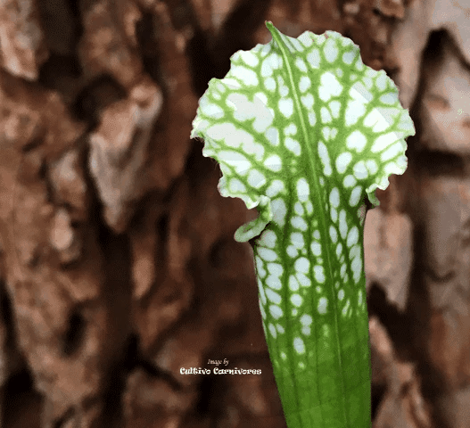 TRUMPET PITCHER:  Sarracenia Leucophylla, Mostly Green & White Tops
