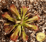 SUNDEW: Drosera xUltramafica (Cultivo Exclusive)
