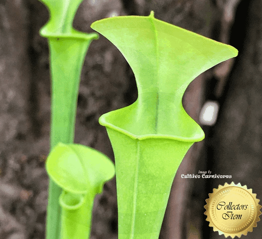 TRUMPET PITCHER 🌟 Sarracenia Flava var flava Fat Pitchers CT06 * Seedgrown original * Rooted divisions