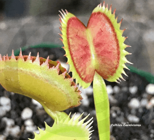 VENUS FLYTRAP 🌟 DM Jaws * Flytrapstore USA 📏 5+yr old winterbulb (8-10cm in summer) 💎 Limited release!