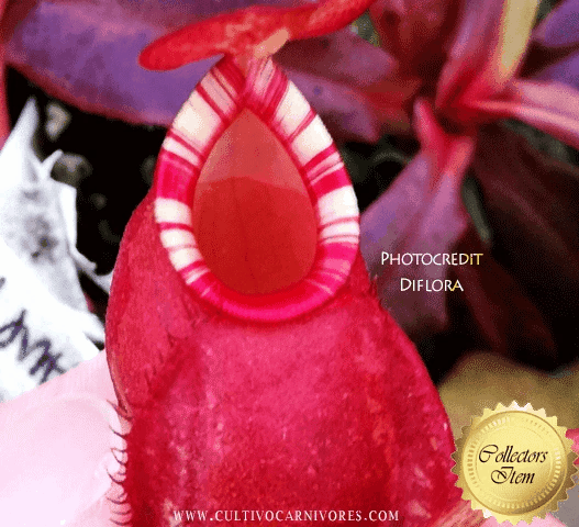 COLLECTORS ITEM 🌟 Nepenthes xMajin Bu * Diflora 📏 Leafspan 6-8cm 🪴 Potted