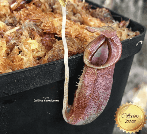 TROPICAL PITCHER PLANT: Nepenthes Spathulata x Jacquelineae