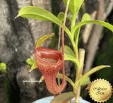 RARE! TROPICAL PITCHER PLANT: Nepenthes Jamban for sale | Buy carnivorous plants and seeds online @ South Africa's leading online plant nursery, Cultivo Carnivores