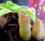 TROPICAL PITCHER PLANT:  Nepenthes Alata biflora for sale | Buy carnivorous plants and seeds online @ South Africa's leading online plant nursery, Cultivo Carnivores