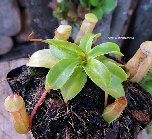 TROPICAL PITCHER PLANT:  Nepenthes Alata biflora for sale | Buy carnivorous plants and seeds online @ South Africa's leading online plant nursery, Cultivo Carnivores