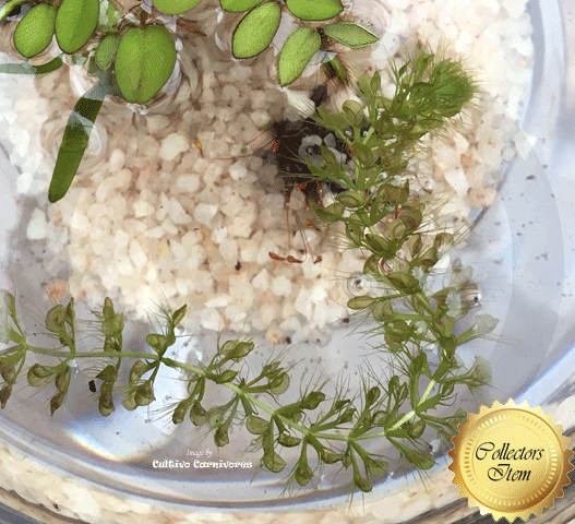 Waterwheel Plant:  Aldrovanda Vesiculosa loc Darwin, Australia for sale | Buy carnivorous plants and seeds online @ South Africa's leading online plant nursery, Cultivo Carnivores