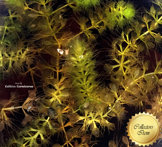 Waterwheel Plant:  Aldrovanda Vesiculosa loc Okavango, Botswana for sale | Buy carnivorous plants and seeds online @ South Africa's leading online plant nursery, Cultivo Carnivores