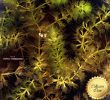 Waterwheel Plant:  Aldrovanda Vesiculosa loc Okavango, Botswana for sale | Buy carnivorous plants and seeds online @ South Africa's leading online plant nursery, Cultivo Carnivores