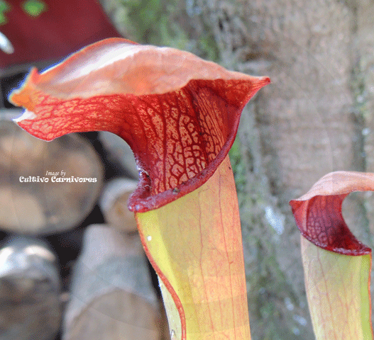 TRUMPET PITCHER:  Sarracenia Godzuki (Special Hybrid) for sale | Buy carnivorous plants and seeds online @ South Africa's leading online plant nursery, Cultivo Carnivores